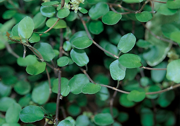 Muhlenbeckia complexa