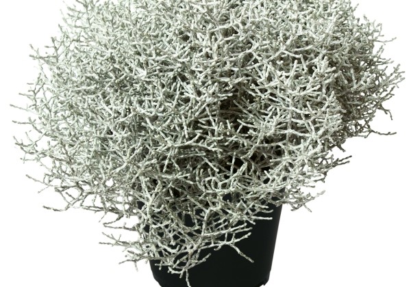 Calocephalus brownii