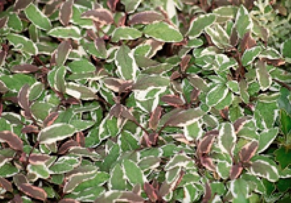 Salvia officinalis Tricolor