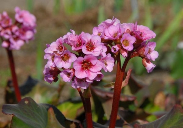 Bergenia cordifolia Herbstblute