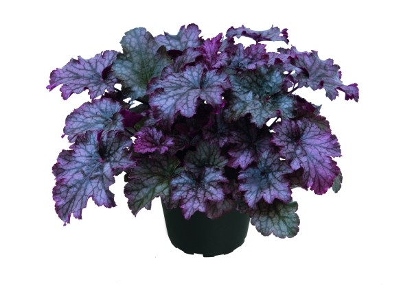 Heuchera hybrida Amethyst Myst