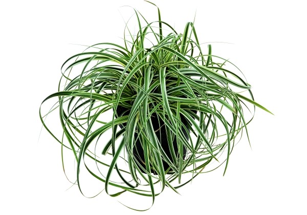 Carex Feather Falls