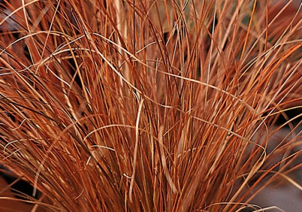 HerbstZauber Quartett Fruity Autumn (13 cm)