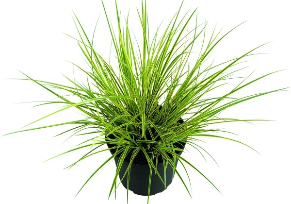 Carex brunnea Honeymoon