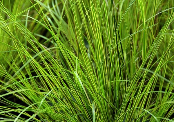 Carex brunnea Honeymoon