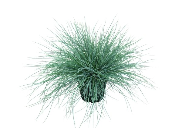 Festuca cinerea Eisvoge