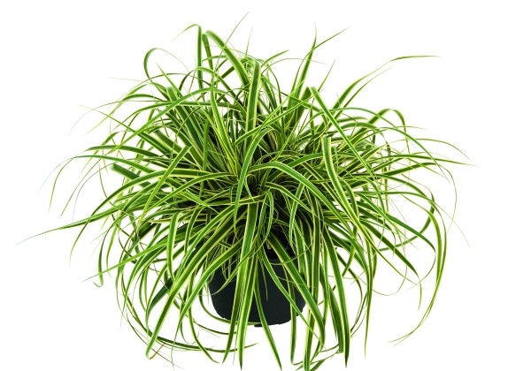 Carex Evercream