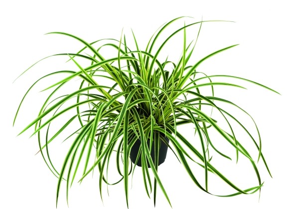 Carex Vanilla Ice
