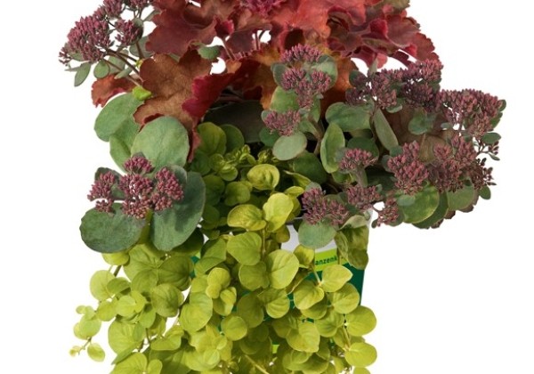 HerbstZauber Trio Mio Sunny Afternoon (12 cm)