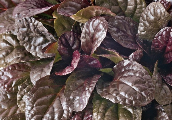 Ajuga reptans Elmblut