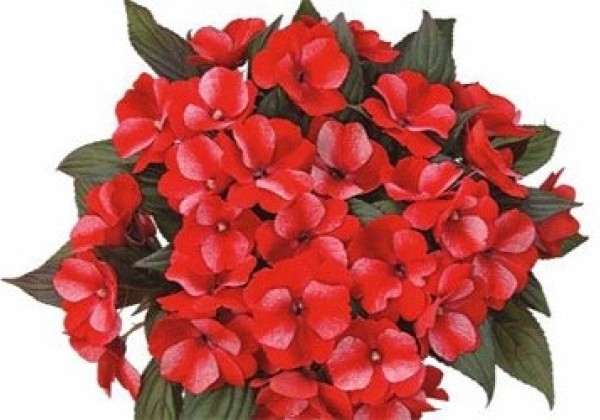 Impatiens Neu-Guinea Paradise Arroyo