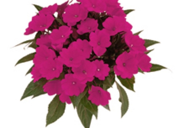 Impatiens Neu-Guinea Paradise Manado