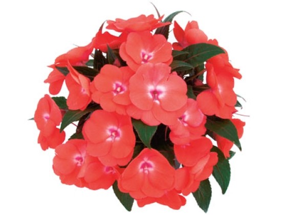 Impatiens Neu-Guinea Paradise Amoya