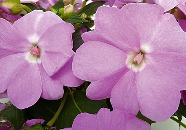 Impatiens Neu-Guinea Sunpatiens Compact Orchid Blush