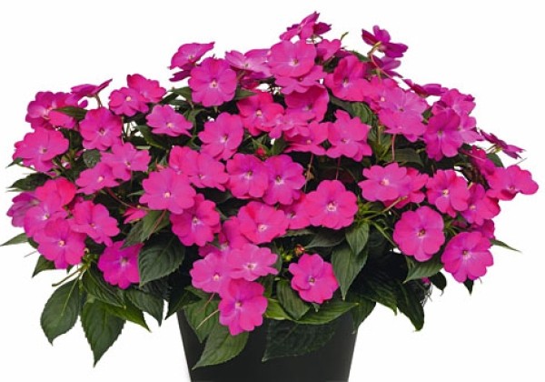 Impatiens Neu-Guinea Sunpatiens Compact Hot Pink