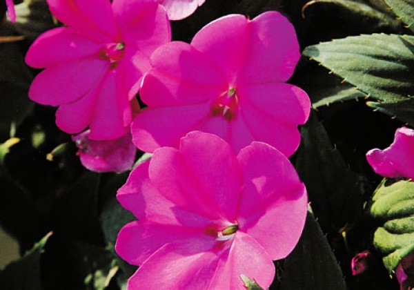 Impatiens Neu-Guinea Sunpatiens Compact Lilac