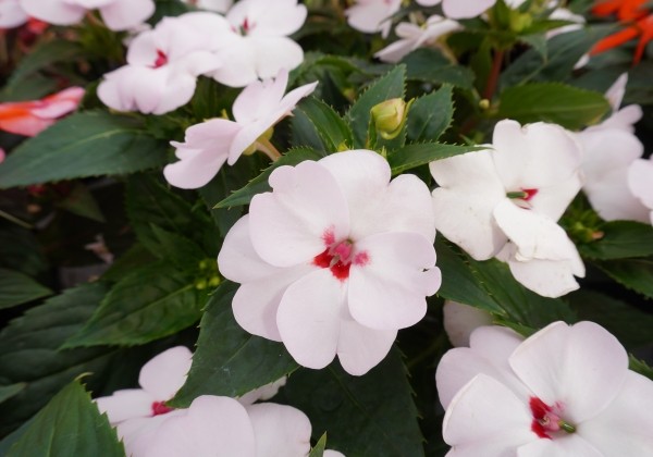 Impatiens Neu-Guinea Sunpatiens Vigorous Sweetheart