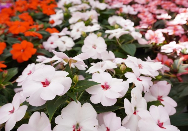 Impatiens Neu-Guinea Sunpatiens Vigorous Sweetheart