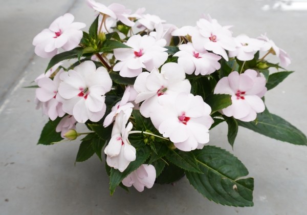 Impatiens Neu-Guinea Sunpatiens Vigorous Sweetheart