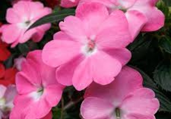 Impatiens Neu-Guinea Sunpatiens Vigorous Pretty Pink
