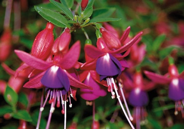 Fuchsia hybrida Shadow Dancer Gene (stāvā)