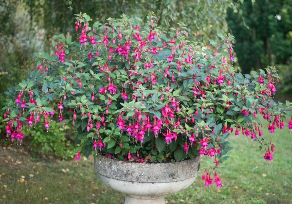 Fuchsia hybrida Standart Beacon (nokarena)
