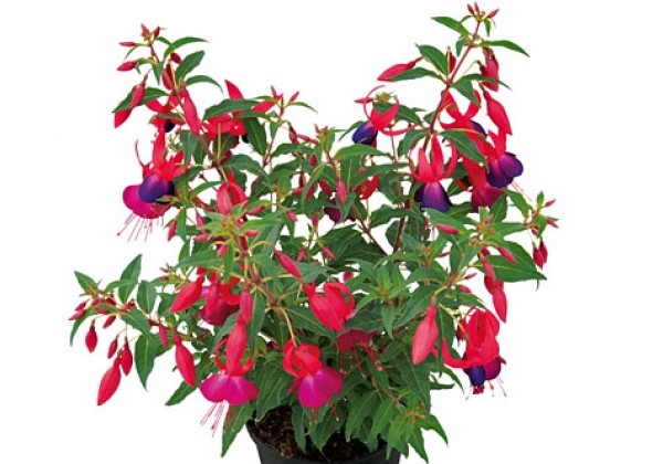 Fuchsia hybrida Shadow Dancer Improved Marcia (stāvā)
