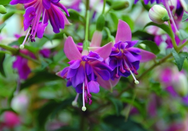 Fuchsia hybrida Shadow Dancer Amelie (stāva)
