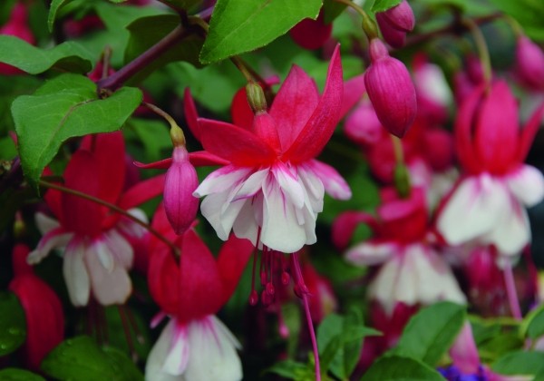 Fuchsia hybrida Shadow Dancer Anna (stāva)