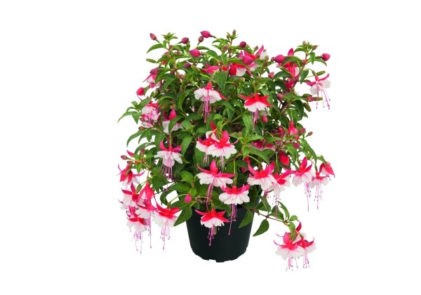 Fuchsia hybrida Shadow Dancer Anna (stāva)