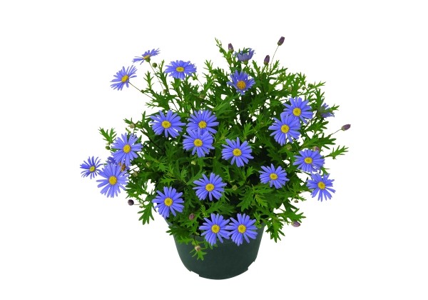 Brachyscome angustifolia Brasco Violet