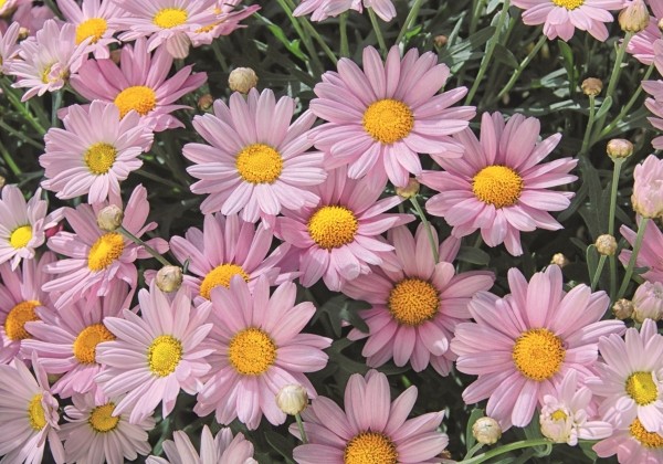 Argyranthemum frutescens Lolly