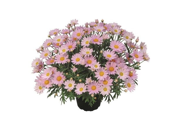 Argyranthemum frutescens Lolly
