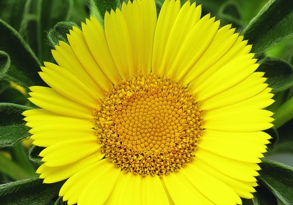 Asteriscus maritimus Aurelia Gold