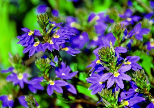 Scaevola Scaevola SURDIVA Saphira