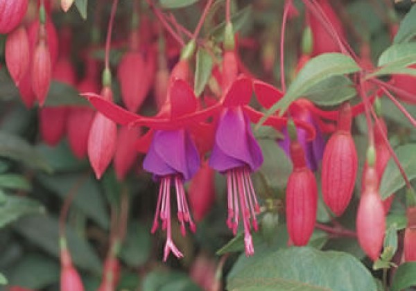 Fuchsia hybrida Standart Wilma Verslot (nokarena)