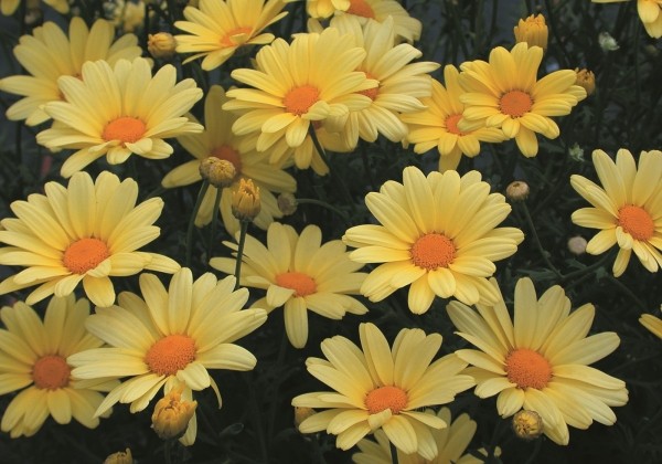 Argyranthemum frutescens Butterfly