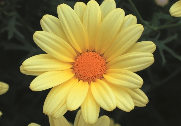 Argyranthemum frutescens Butterfly