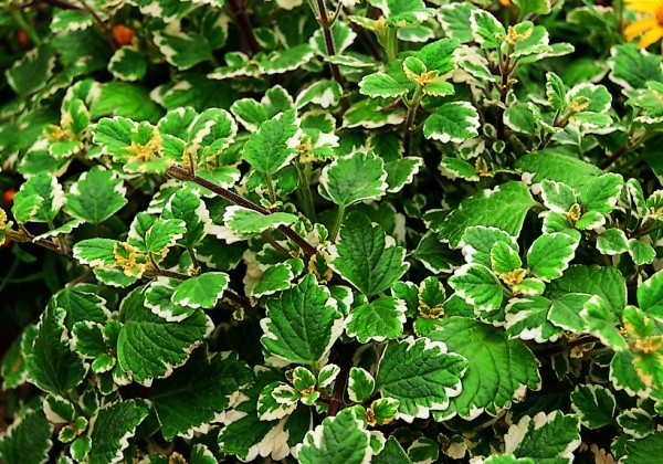 Plectranthus coleoides Variegata
