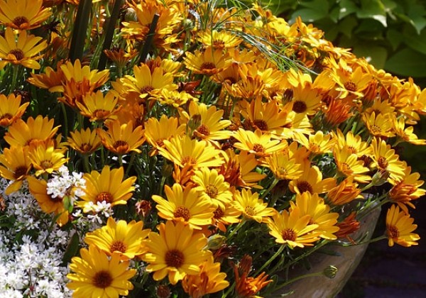 Osteospermum  Summersmile Orange