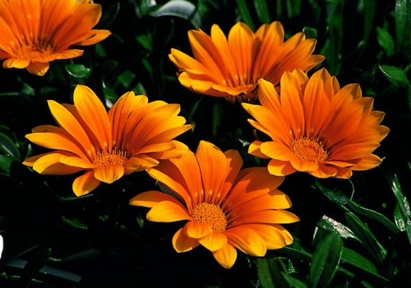 Gazania rigens Orange Magic