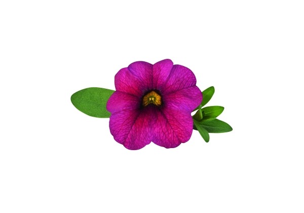 Calibrachoa hybrida Unique Magenta