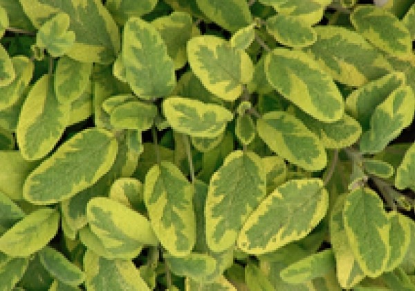 Salvia officinalis Icterina