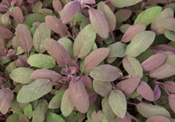 Salvia officinalis Purpurascens