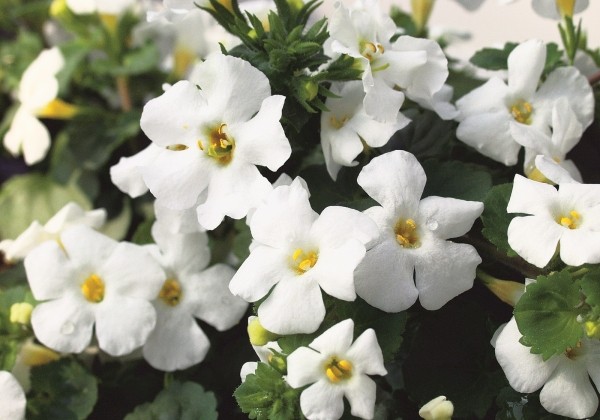 Sutera diffusus Everest Big White