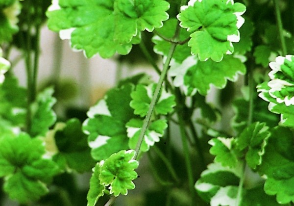Glechoma hederacea  Variegata