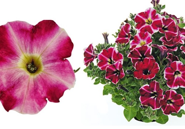 Petunia atkinsiana Cranberry Blast