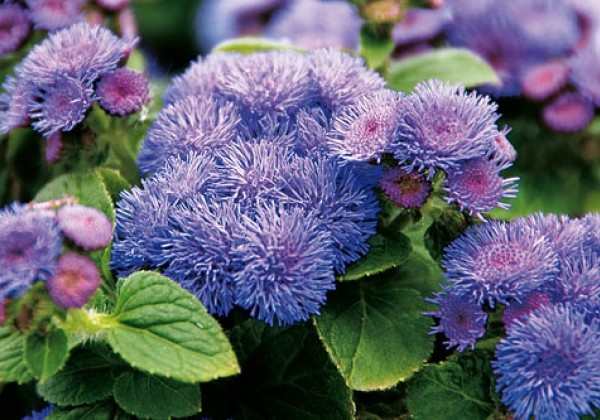 Ageratum Cushion Blue