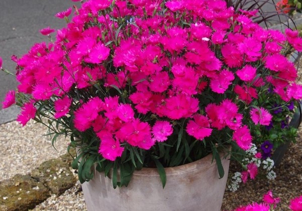 Dianthus hybridus Suntory Pink