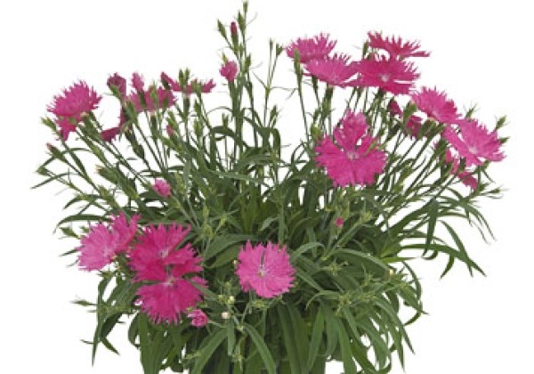 Dianthus hybridus Suntory Pink